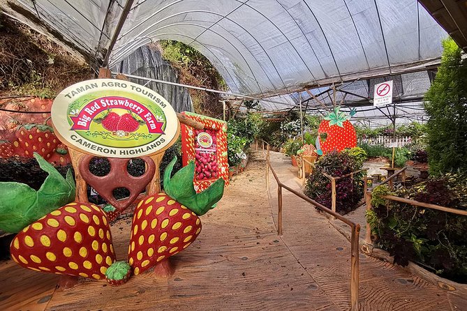 Full-day Cameron Highlands & Batu Caves Tour from Kuala Lumpur - Final Thoughts