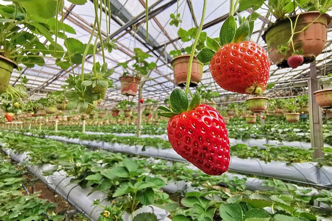 Full-day Cameron Highlands & Batu Caves Tour from Kuala Lumpur - Who Is This Tour Best For?