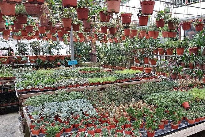 Full-day Cameron Highlands & Batu Caves Tour from Kuala Lumpur - Cultural and Religious Insight at Sam Poh Temple