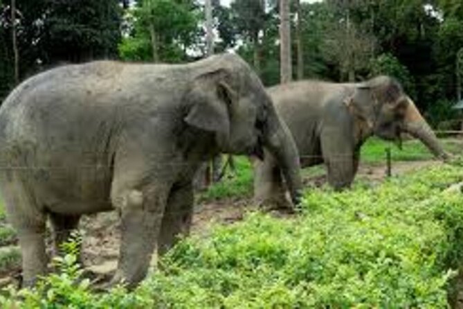Full Day Elephant Sanctuary Tour with lunch Local food - An Overview of the Experience