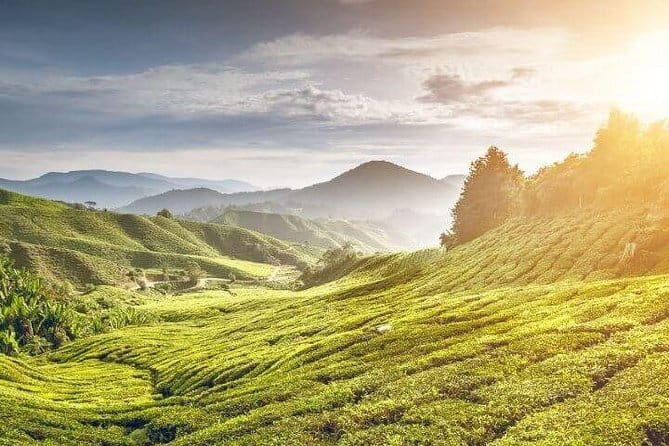 Private Tour : Cameron Highland Day Trip from Kuala Lumpur - Transportation and Timing