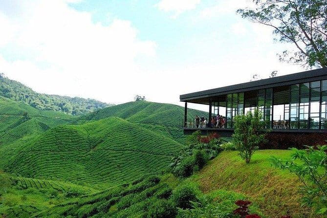 Private Tour : Cameron Highland Day Trip from Kuala Lumpur - A Deep Dive into the Cameron Highlands Day Trip