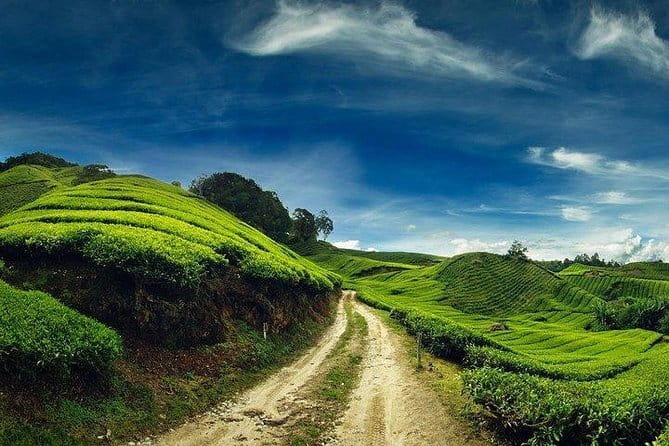 Private Tour : Cameron Highland Day Trip from Kuala Lumpur - Good To Know