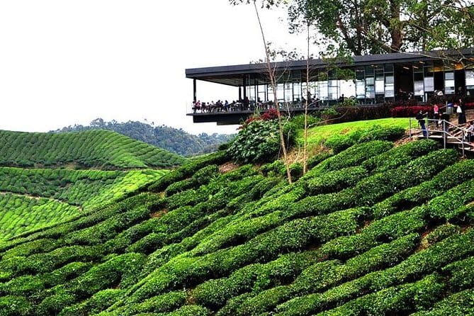 Private Tour : Cameron Highland Day Trip from Kuala Lumpur - FAQs