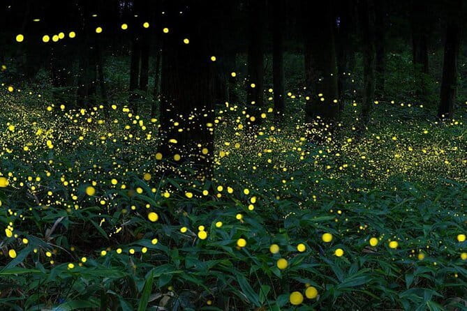 Kuala Selangor Firefly Blinkings Private Tour with Seafood Dinner - FAQs