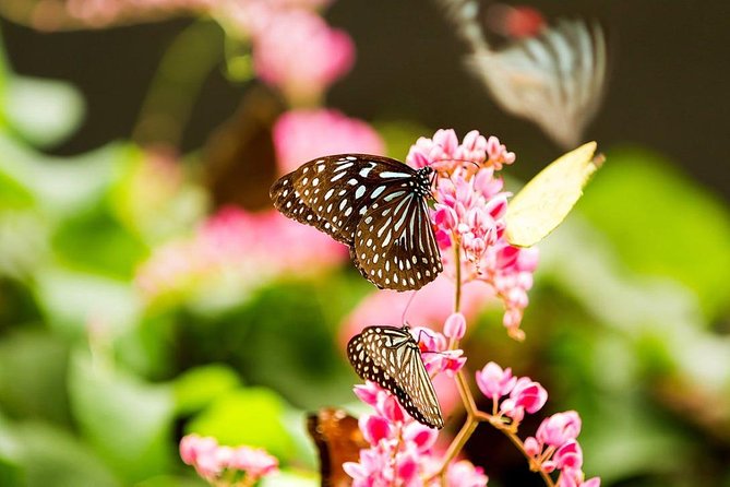 Bird Park & Butterfly Farm Nature Tour From Kuala Lumpur - Who Is This Tour Best For?