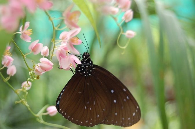 Bird Park & Butterfly Farm Nature Tour From Kuala Lumpur - Introduction