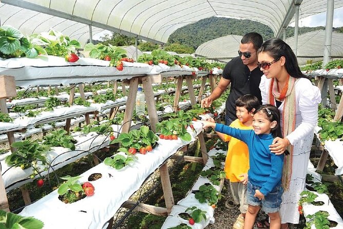 Private Nature Trip to Cameron Highlands from Kuala Lumpur - Additional Stops and Unique Experiences