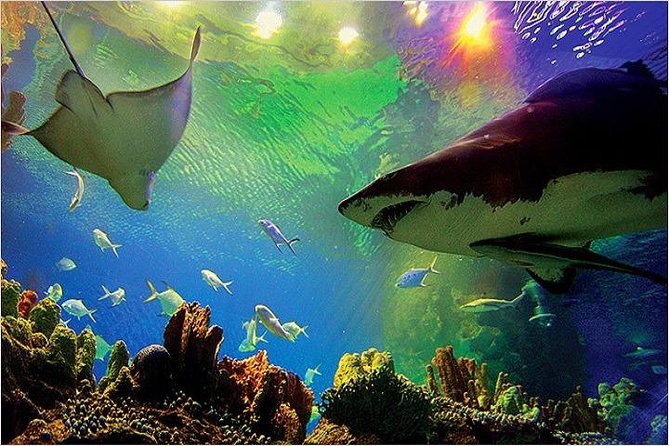 Aquaria KLCC Ticket - Exploring the Experience