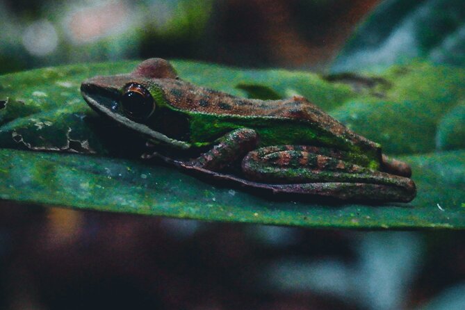 Secluded Waterfall Adventure - FAQ