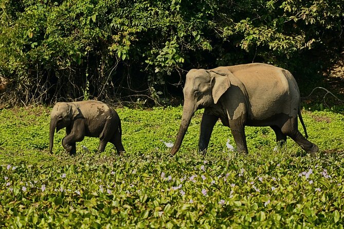 2D1N Taman Negara Rainforest Tour and Boat Ride - Final Thoughts