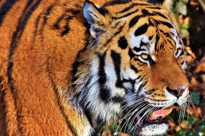 Malaysia National Zoo (Zoo Negara) with Giant Panda Viewing - Final Thoughts