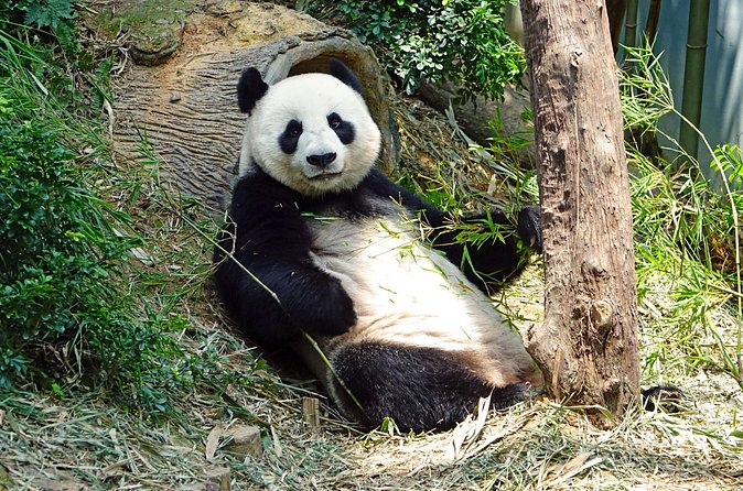 Malaysia National Zoo (Zoo Negara) with Giant Panda Viewing - FAQs