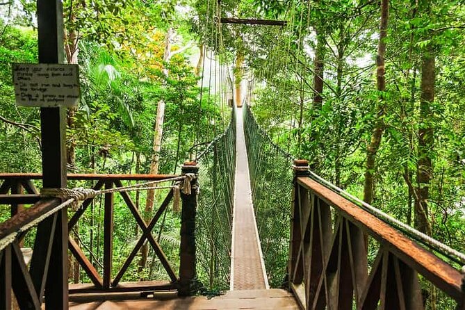 Jungle Odyssey: Unleash Your Adventure in Taman Negara! - Good To Know