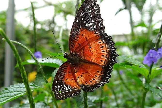 2Days 1Night Cameron Highland and Penang Island Private Tour from Kuala Lumpur - Penang Island: Culture, History, and Scenic Views