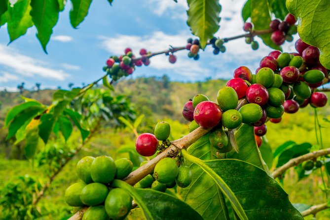 Private Tour - Coffee Tour (Cultivations) - Key Points