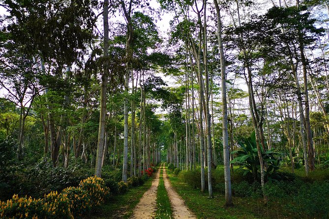 Private Tour - Coffee Tour (Cultivations) - Practical Tips for Travelers