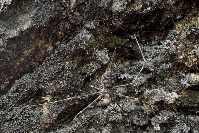 Langkawi Mangrove Boat Tour - Final Words