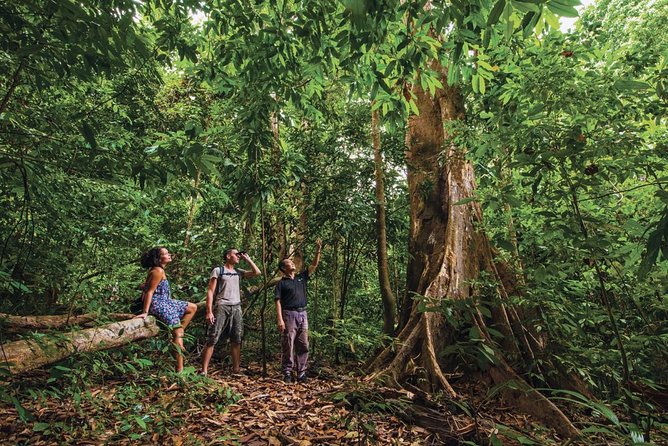Langkawi Rainforest Jungle Trekking Tour with Private Pickup - Introduction: Is This Rainforest Tour Worth Your Time?