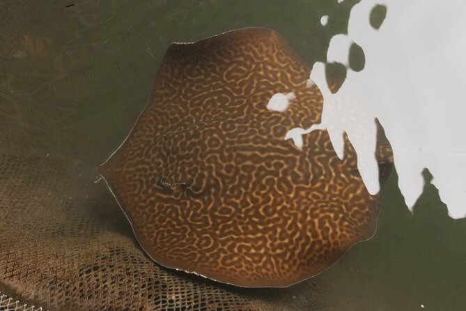 2 Hours Private Mangrove Tour Langkawi - FAQ