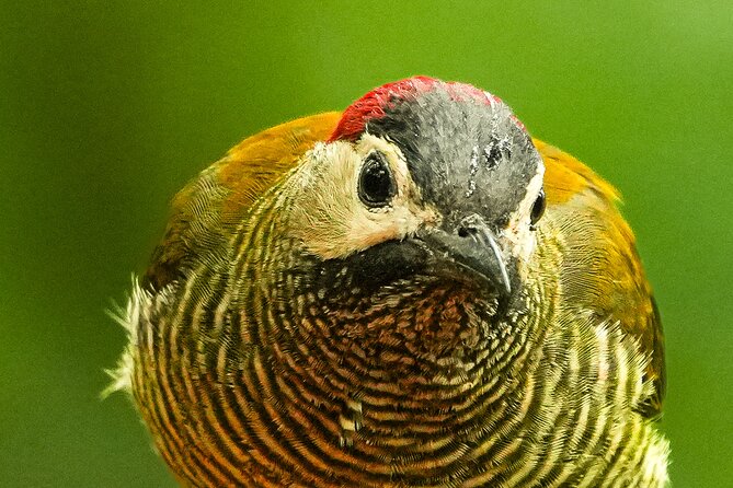 Mindo Cloud Forest Birdwatching Tour - Key Points