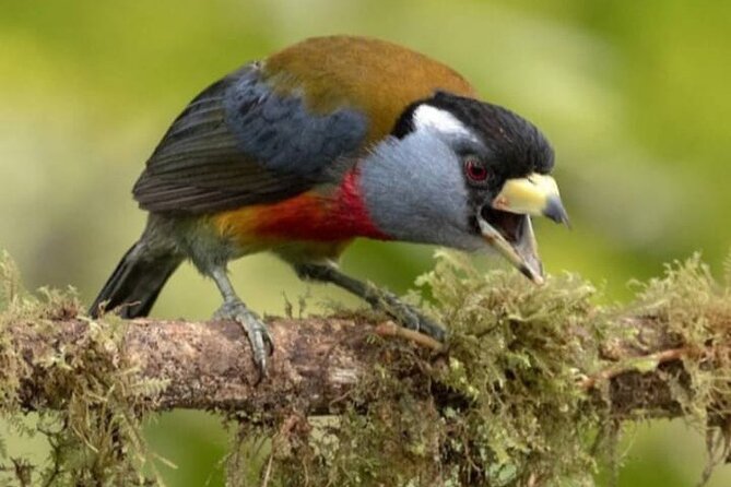 Mindo Cloud Forest Birdwatching Tour - What This Tour Means for You