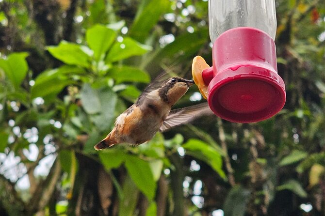 Mindo Cloud Forest Birdwatching Tour - FAQ