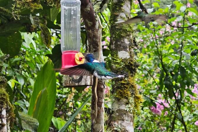 Mindo Cloud Forest Birdwatching Tour - Who Should Book This Tour?