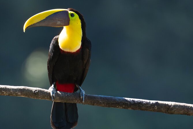 Mindo Cloud Forest Birdwatching Tour - Mindo Cloud Forest Birdwatching Tour: An Expert-Guided Journey into Ecuador’s Birding Paradise