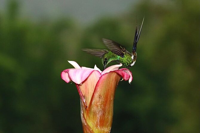 Professional Birdwatching tour in Mindo(Toucans,Tanagers,etc) - A Closer Look at the Experience
