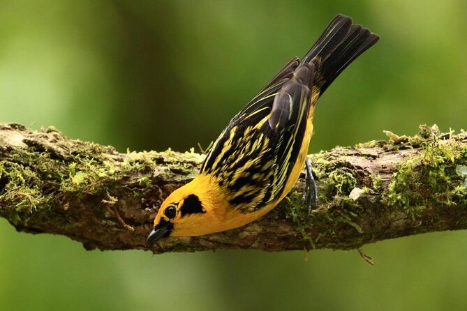 Professional Birdwatching tour in Mindo(Toucans,Tanagers,etc) - Why Birdwatchers and Nature Lovers Will Love This Tour