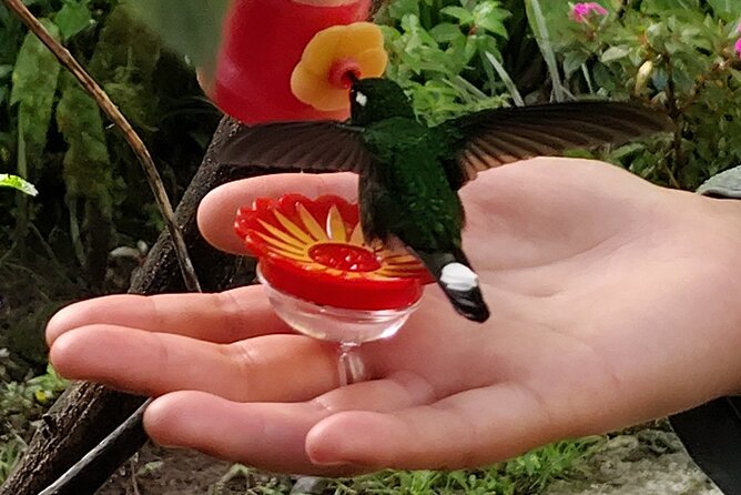 Professional Birdwatching tour in Mindo(Toucans,Tanagers,etc) - Final Thoughts