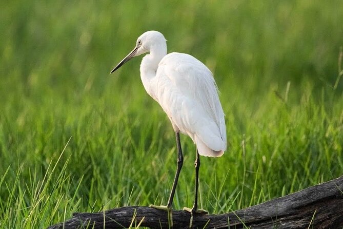 Negombo Lagoon & Muthurjawela Bird Watching Boat Tour - Authenticity and the Practical Side