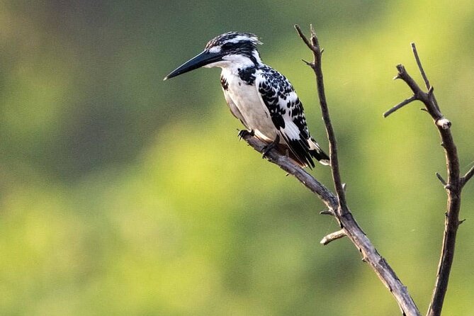 Negombo Lagoon & Muthurjawela Bird Watching Boat Tour - The Detailed Breakdown of the Tour