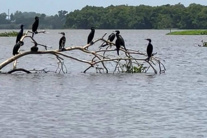 Negombo Lagoon & Muthurjawela Bird Watching Boat Tour - Is This Tour Worth It?