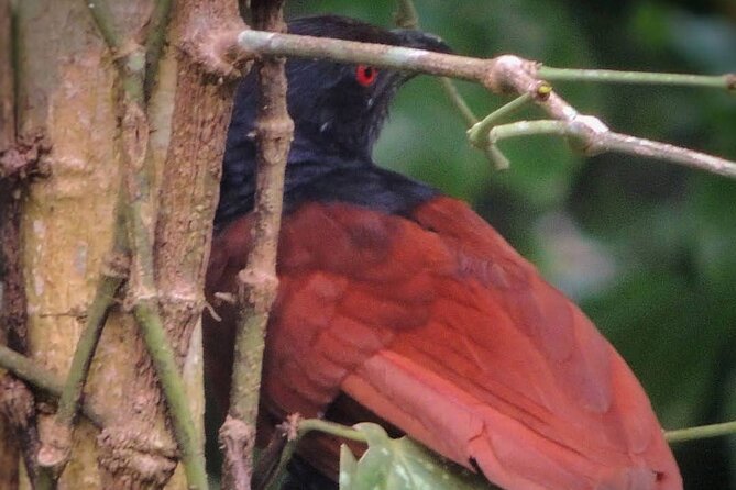Negombo Lagoon & Muthurjawela Bird Watching Boat Tour - Final Thoughts