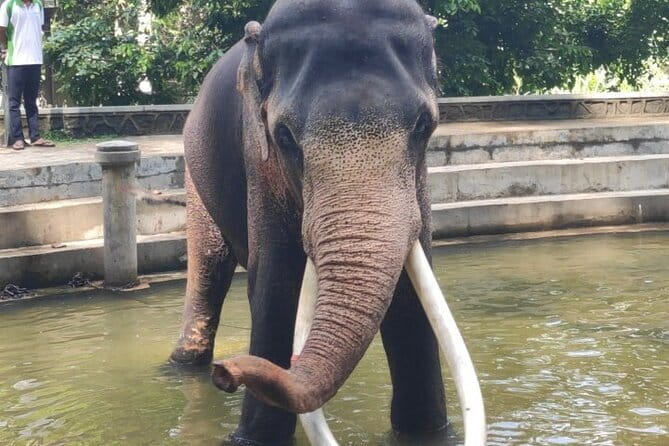 Sri Lanka Driver's and Guide with Luxury Cars - The Experience of Traveling with Chama