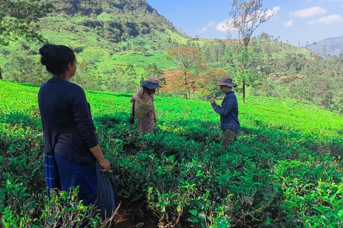 Private Taxi Service Around Sri Lanka with Airport Pickup & Drop - Why This Service Works for You