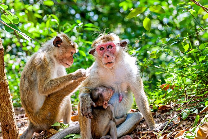 Sigiriya and Dambulla day trip, the cream of Sri Lankan heritage - Authentic Experiences and Honest Insights