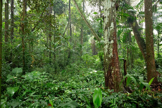 Kadadasi and the Backyard Forest - Final Thoughts