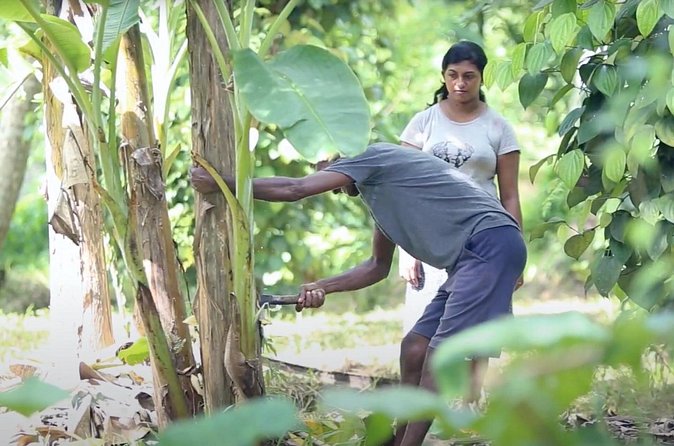 Kadadasi and the Backyard Forest - FAQs