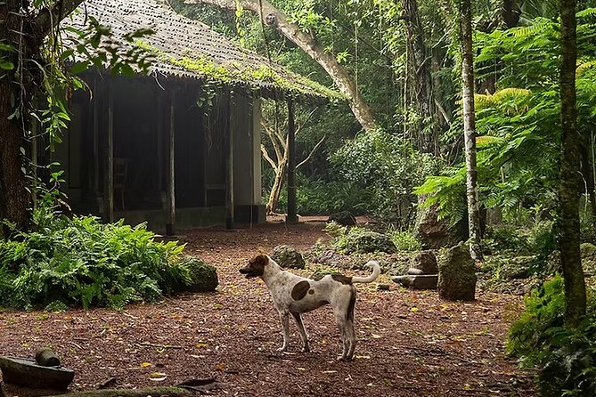 Kadadasi and the Backyard Forest - Discover Kadadasi and the Backyard Forest: An Eco-Friendly Journey into Craft, Community, and Conservation