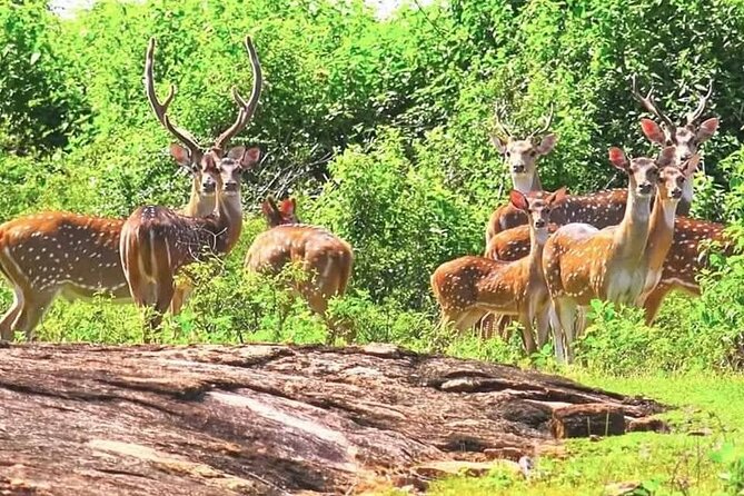 Flexible Budget Taxi Tours in Sri Lanka with English Support - Frequently Asked Questions