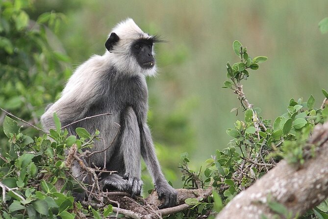 Day Excursion To Yala National Park From Negombo - Exploring Yala National Park: The Main Attraction