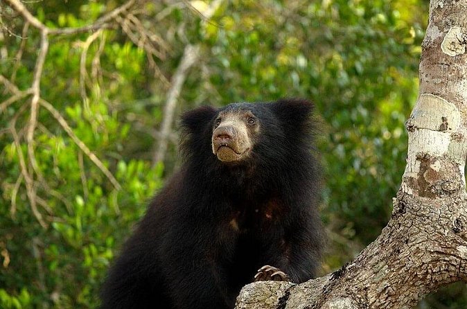 Day Excursion To Yala National Park From Negombo - Insider Tips and Practical Details