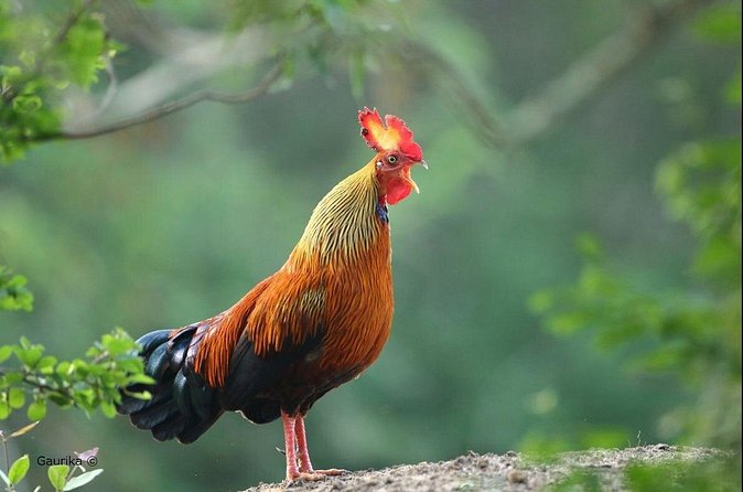 Day Excursion To Yala National Park From Negombo - The Safari Experience: What You Might See