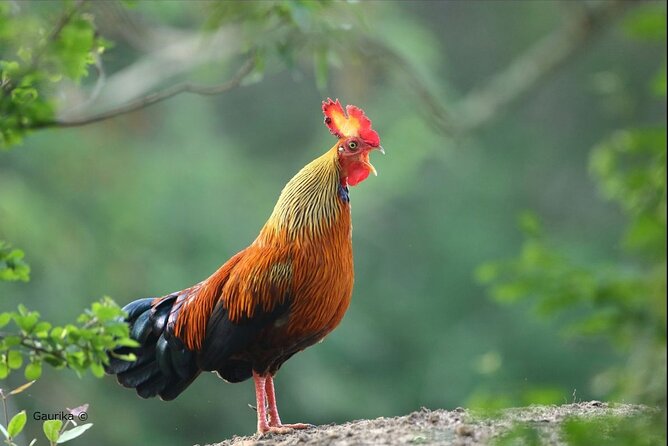 Day Excursion To Yala National Park From Negombo - Key Points