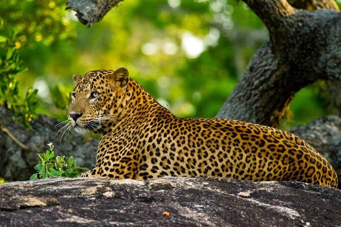 2 Days Tour of Double Safari (Yala & Udawalawe) - All Inclusive - 2 Days Safari Adventure: Yala & Udawalawe – All Inclusive