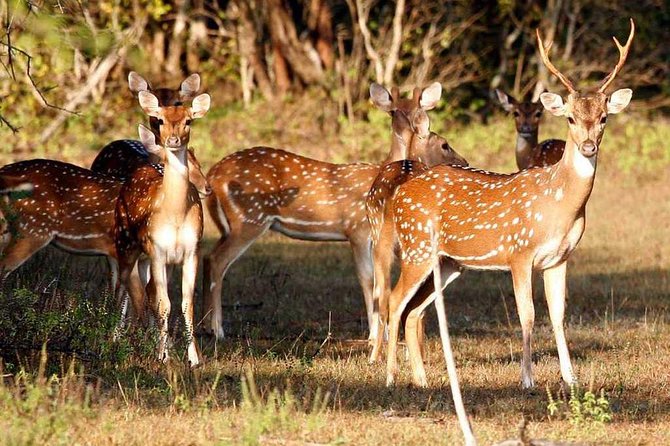 Day Excursions To Udawalawe National Park From Negombo - Authentic Experiences and Honest Feedback