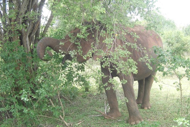 Day Excursions To Udawalawe National Park From Negombo - Authentic Conservation Efforts and Wildlife Encounters